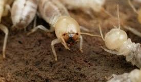 Dịch vụ diệt mối giá rẻ
