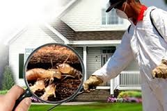 Dịch vụ diệt mối miền nam diệt mối tận gốc