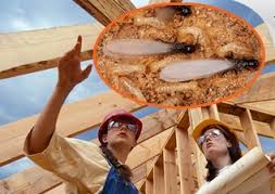 Giá diệt mối tận gốc