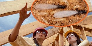 Bảng báo giá diệt mối tận gốc chi tiết