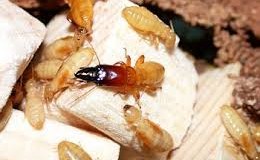 Công ty diệt mối ở tphcm sự lựa chọn hoàn hảo