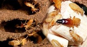 Hướng dẫn diệt mối tận gốc bằng phương pháp lấy nhiễm