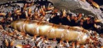 Cách diệt mối dân gian đơn giản mà hiệu quả