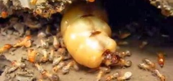 Hướng dẫn cách diệt mối chúa