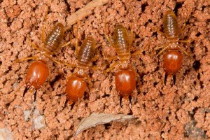 Diệt mối củ chi