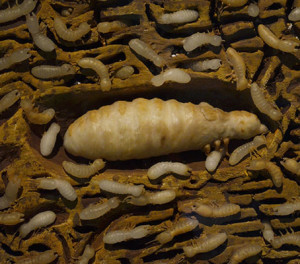 Dịch vụ diệt mối tại nhà an toàn quận 10