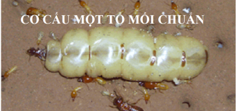 Diệt mối tận gốc Quận 9