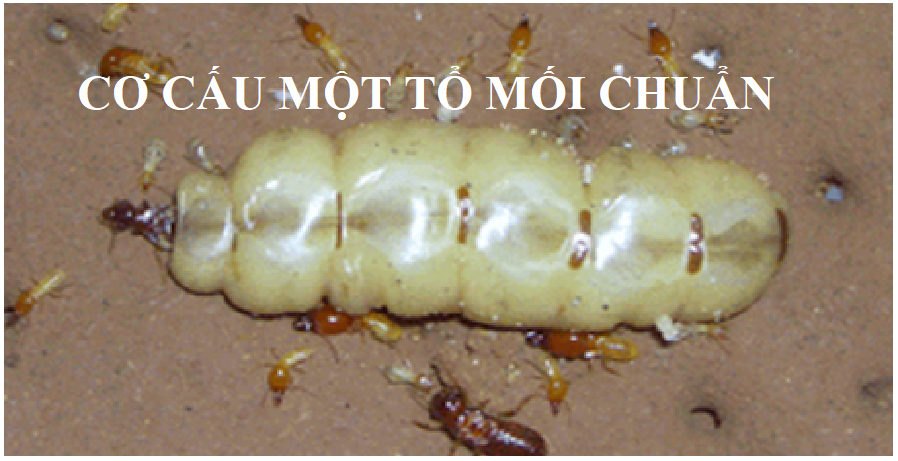 Diệt mối tận gốc Quận 9