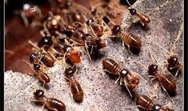 Dịch vụ diệt mối an toàn giá rẻ quận 7
