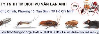 Diệt mối tận gốc tại Quận 1