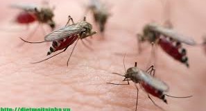 Dịch vụ diệt muỗi tại Bình Dương