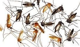 Diệt muỗi tận gốc quận 1