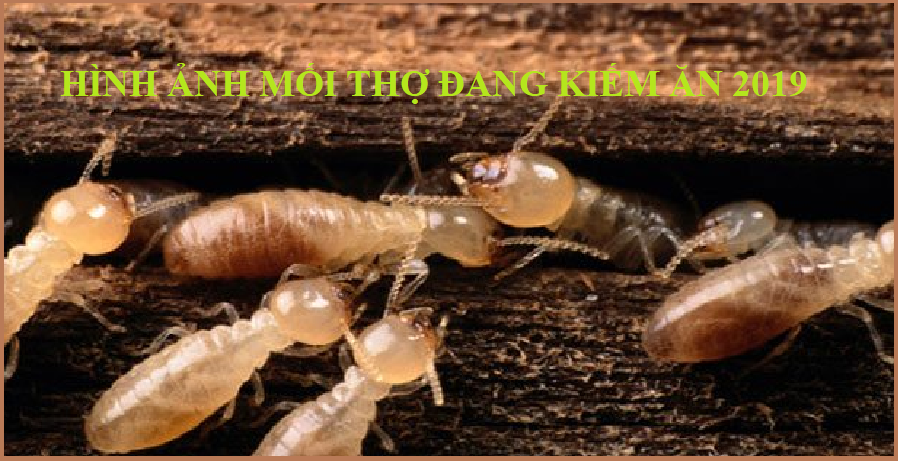 Diệt mối tận gốc tphcm 24h