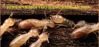Diệt mối tại nhà an toàn tận gốc quận Tân Phú