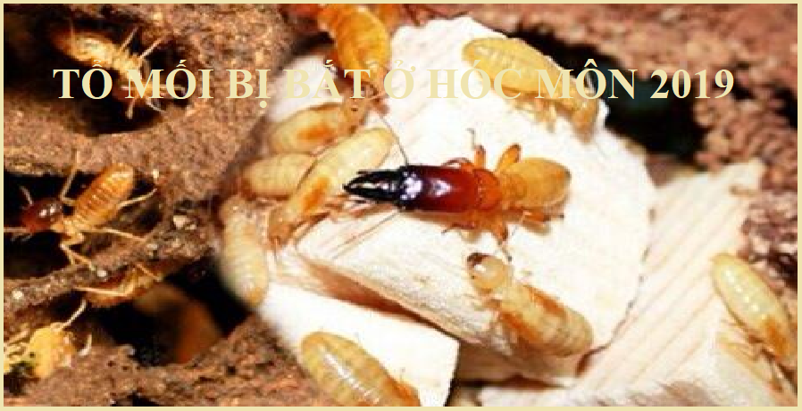 Diệt mối an toàn giá rẻ