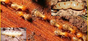 Diệt mối tận gốc an toàn hiệu quả quận 4