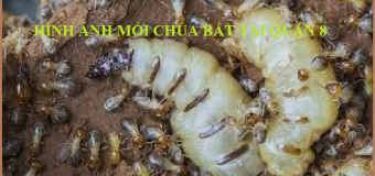 Diệt mối tận gốc an toàn hiệu quả quận 3