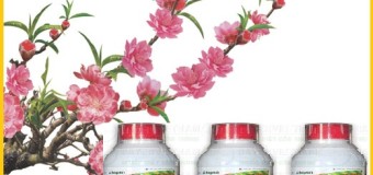 Diệt chuột an toàn giá rẻ quận 7