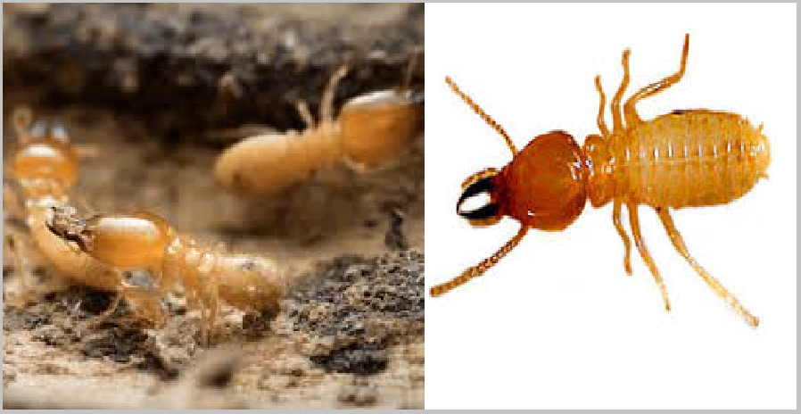 Cách diệt mối ăn tường nhà tại quận 5