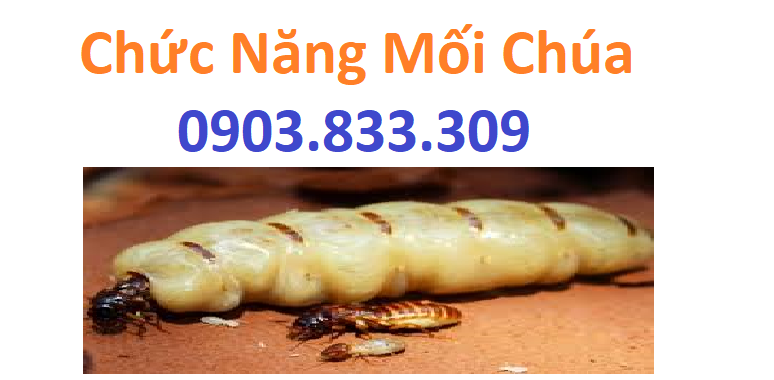 Chức năng mối chúa