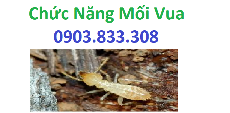 Chức năng mối vua