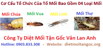 04 Thành phần trong tổ mối