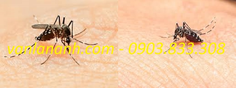 Diệt muỗi quận tân bình