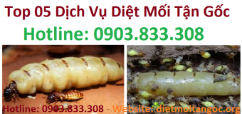 Top 05 dịch vụ diệt mối tận gốc