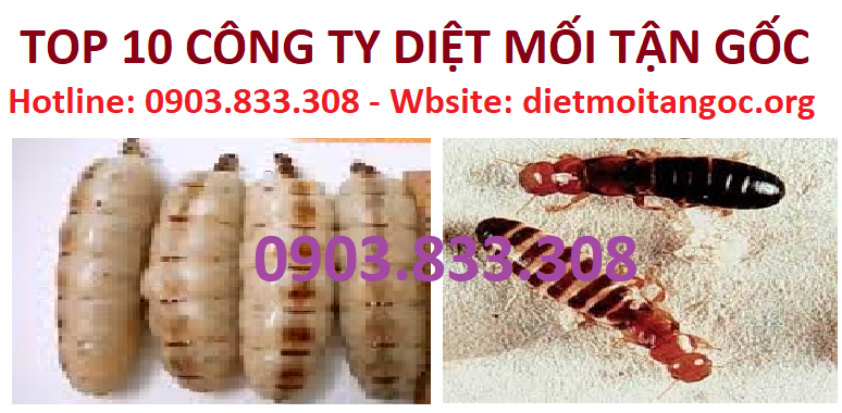 Top 10 công ty diệt mối tận gốc