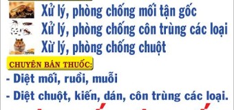 10 bước diệt mối tận gốc