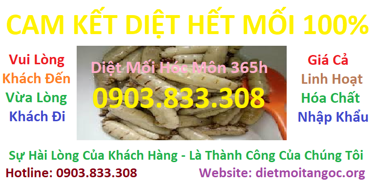 diệt mối hóc môn 365h tphcm