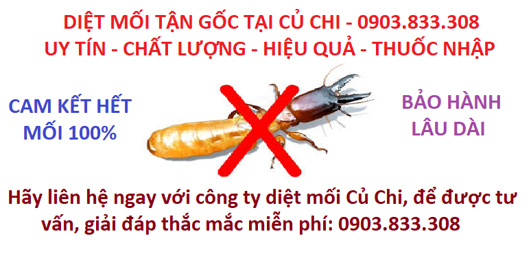 diệt mối tận gốc tại Củ Chi