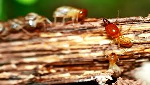 Diệt mối tận gốc tại Tân Bình