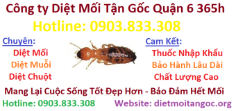 Diệt mối tận gốc 365h tại Quận 6