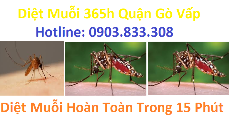 Diệt muỗi 365h Quận Gò Vấp