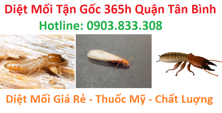 Diệt mối tận gốc 365h Quận Tân Bình