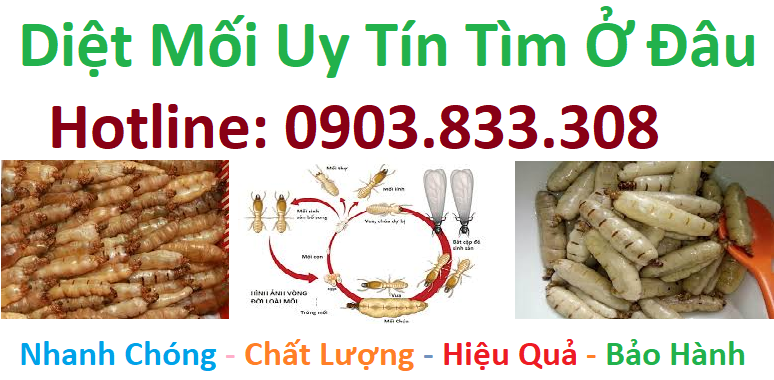 Diệt mối uy tín tìm ở đâu