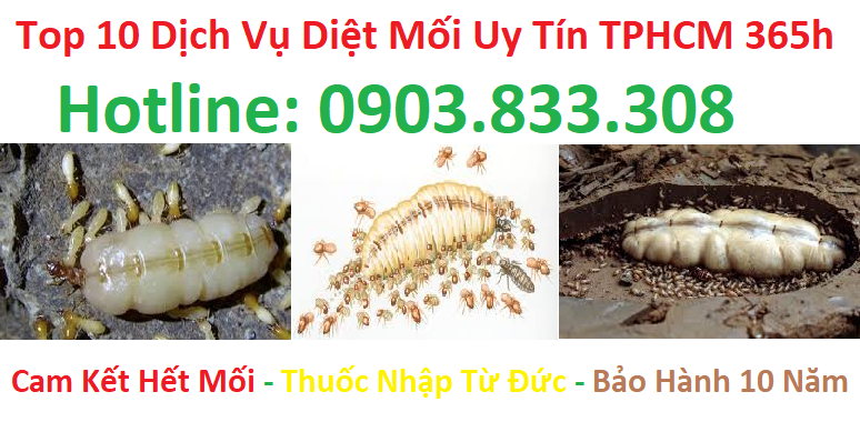 Top 10 dịch vụ diệt mối uy tín TPHCM 365h