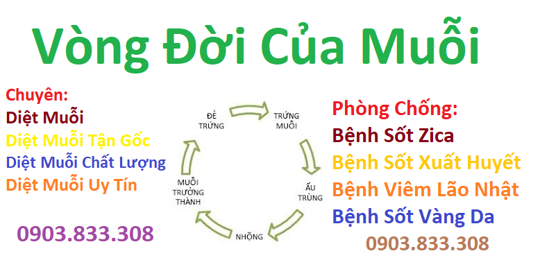 Vòng đời của muỗi