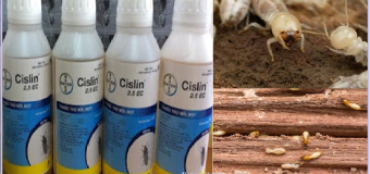 Diệt mối tận gốc ở Mỹ Tho