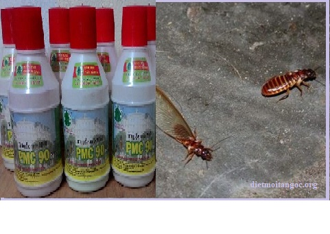 diệt mối an bình tphcm