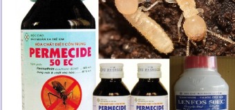 Diệt mối tiếng anh là gì