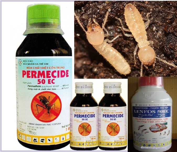 diệt mối tiếng anh là gì giá rẻ