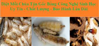 Diệt mối mọt tận gốc