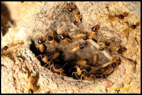 Mẹo diệt mối tận gốc chuyên nghiệp