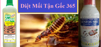 Mua thuốc diệt mối tận gốc