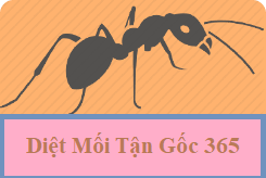 diệt mối chúa tận gốc