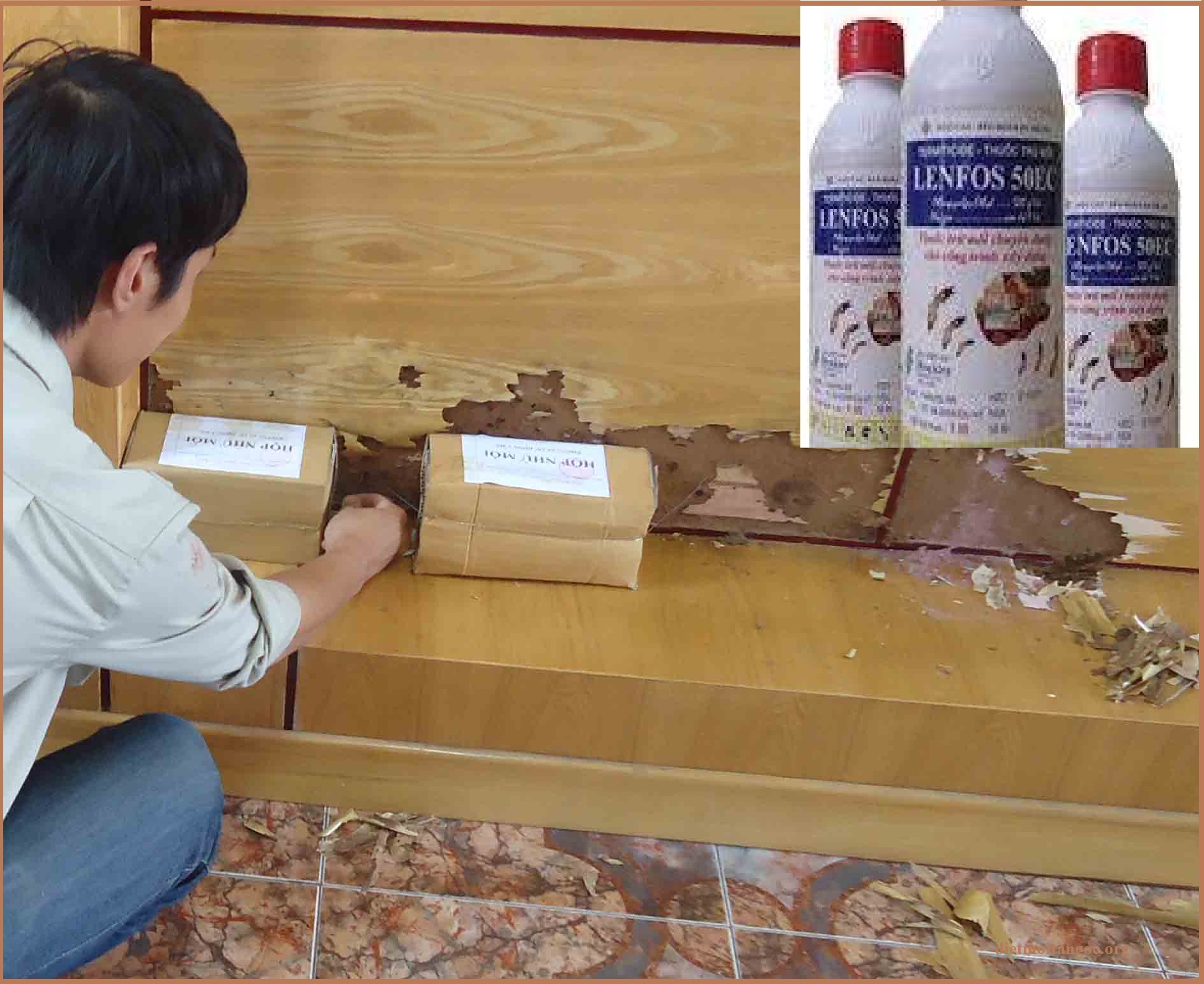 diệt mối an giang