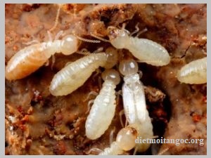 diệt mối an giang giá rẻ