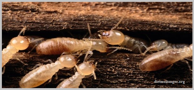 diệt mối an giang uy tín